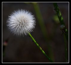 " Fleur le long d'un mur "