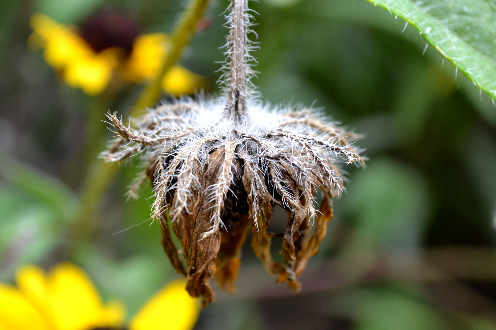 Fleur Morte.