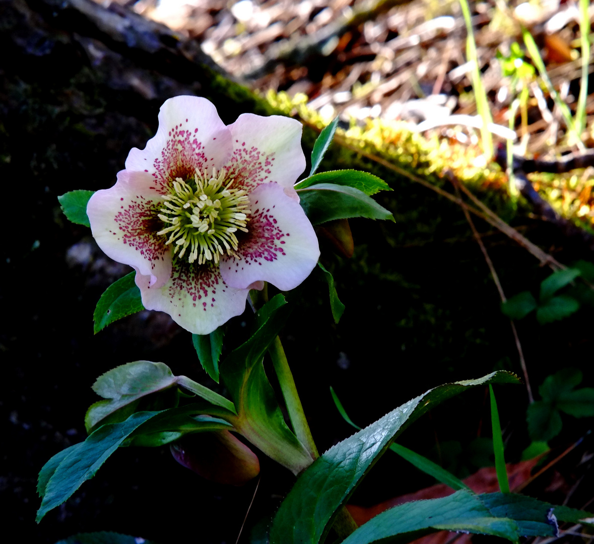 fleur nouvelle