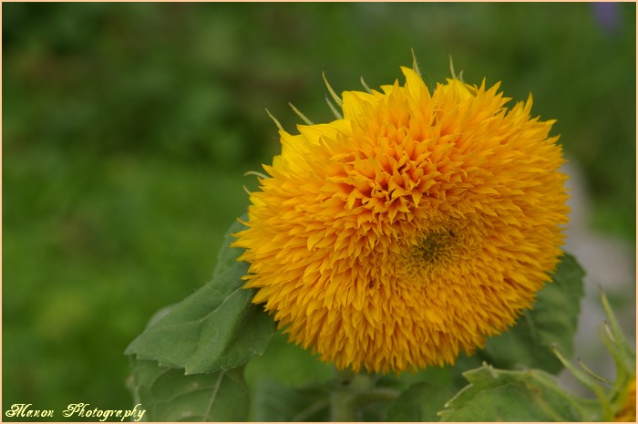 Fleur Orange