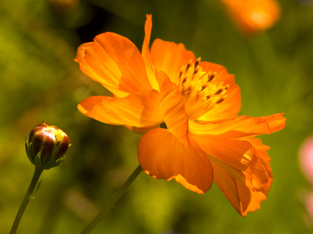 Fleur orange