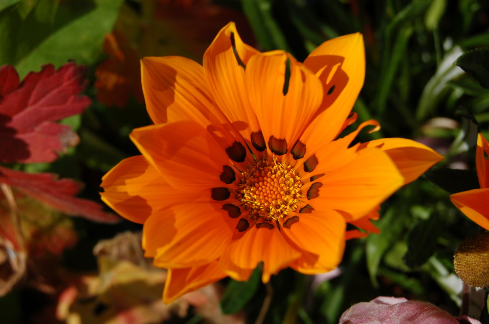 Fleur orange