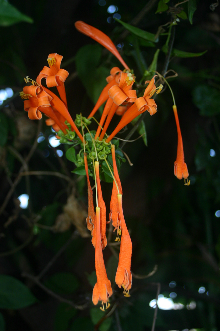 fleur orange de mada