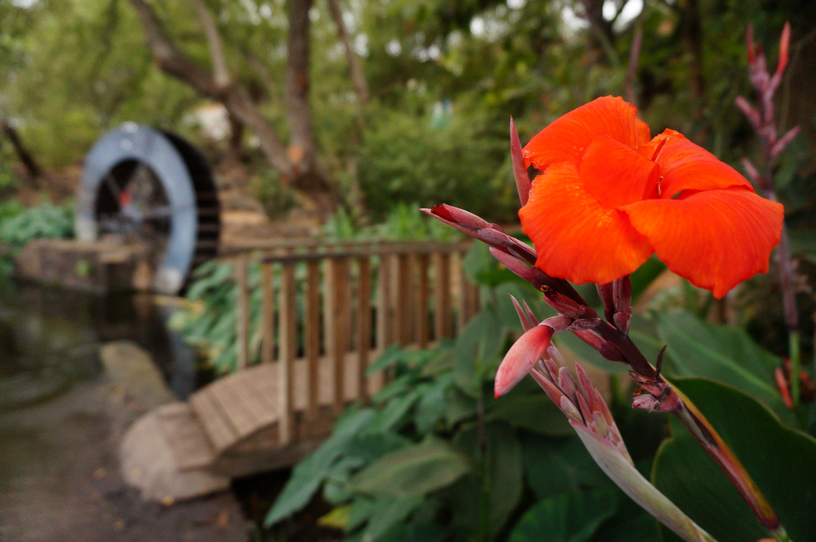 Fleur orange devant un ancien moulin