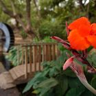 Fleur orange devant un ancien moulin