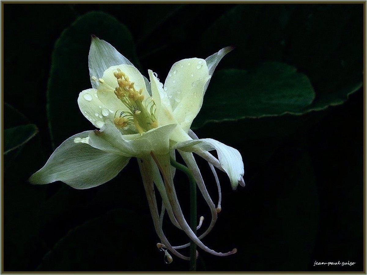 fleur ou danseuse