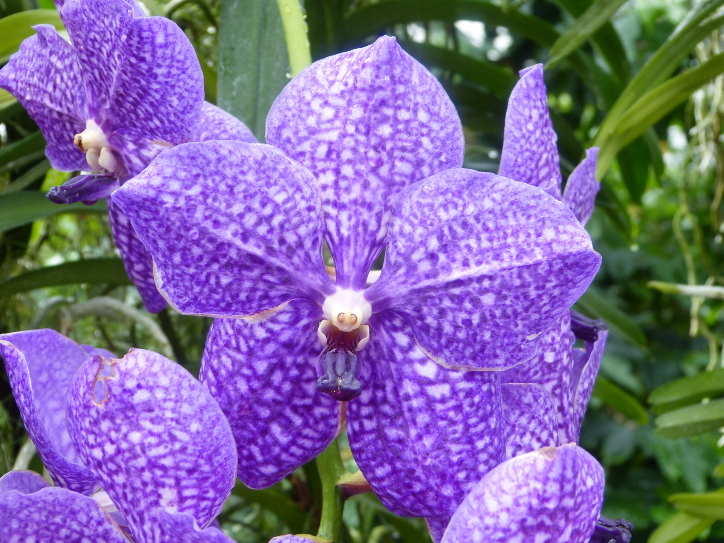 fleur ou garçon ? ...