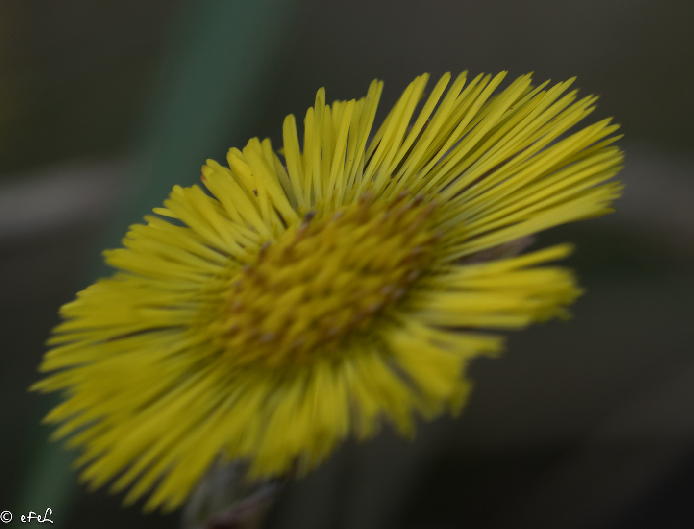 Fleur ouverte dit printemps : non ? 