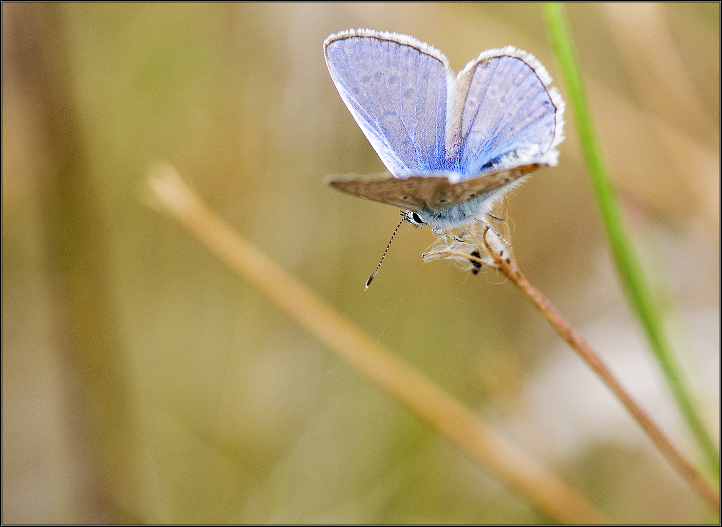 Fleur papillon