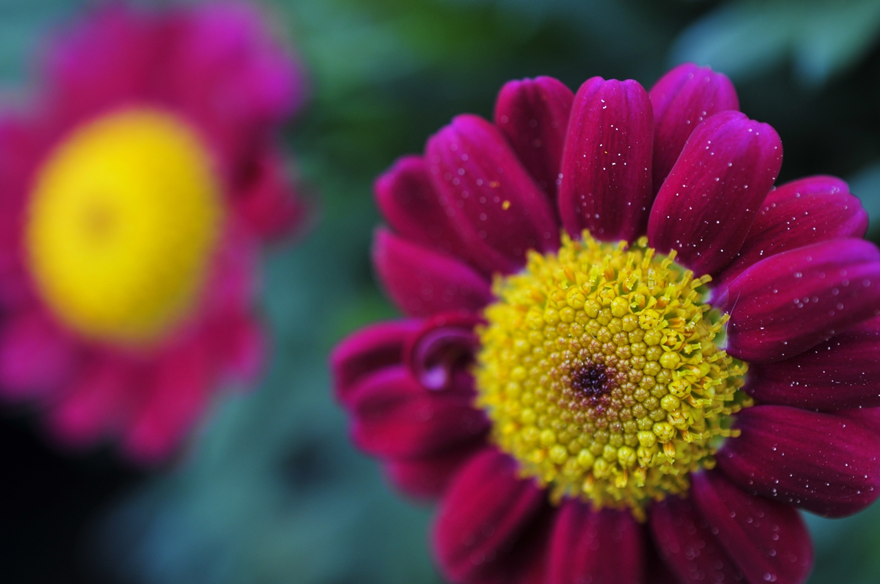 fleur petite été 1