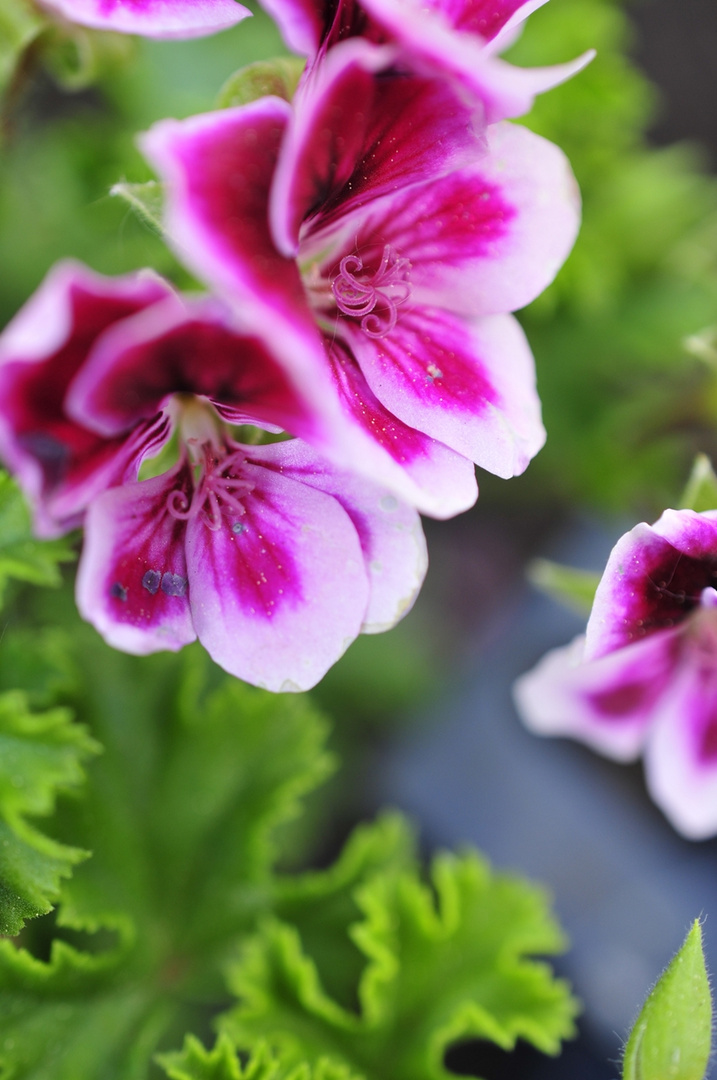 fleur petite été 2