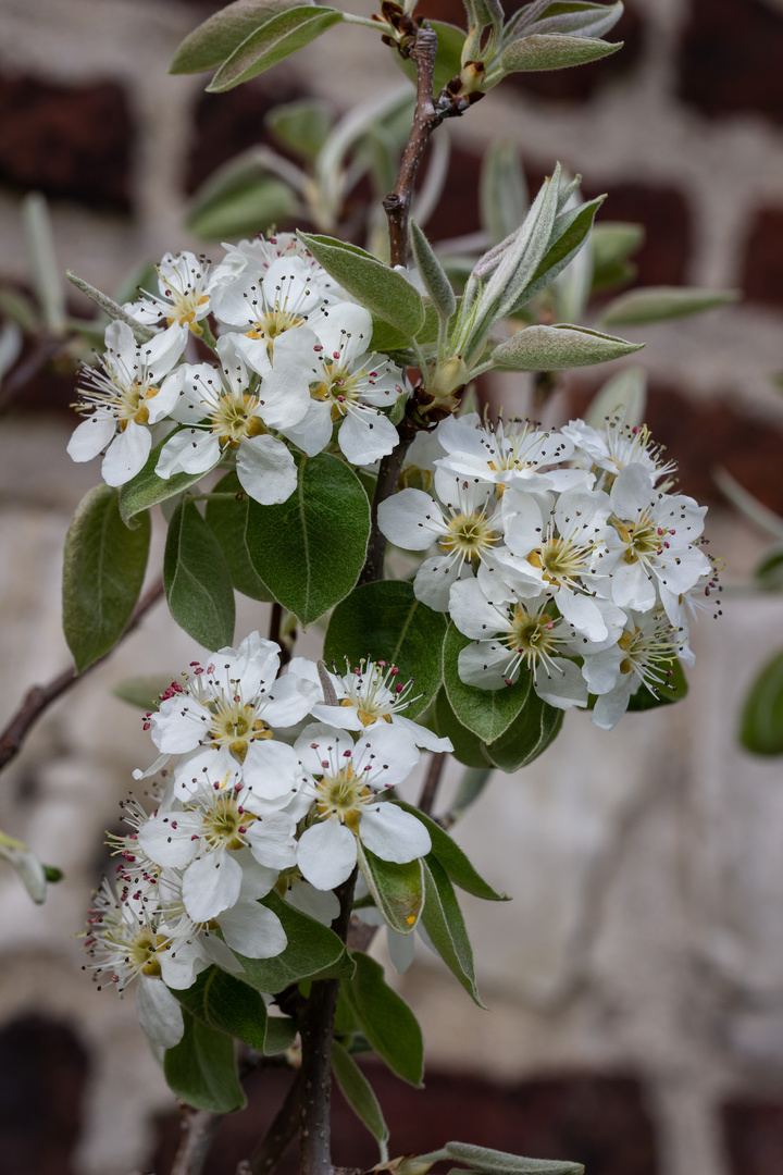 Fleur Pommier