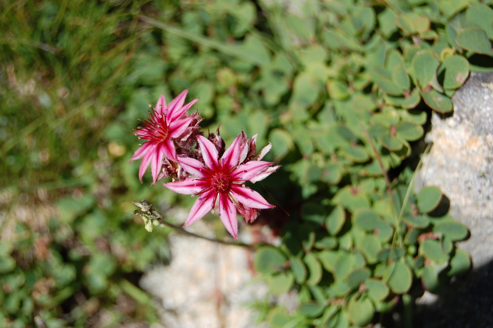 fleur printemps montagne