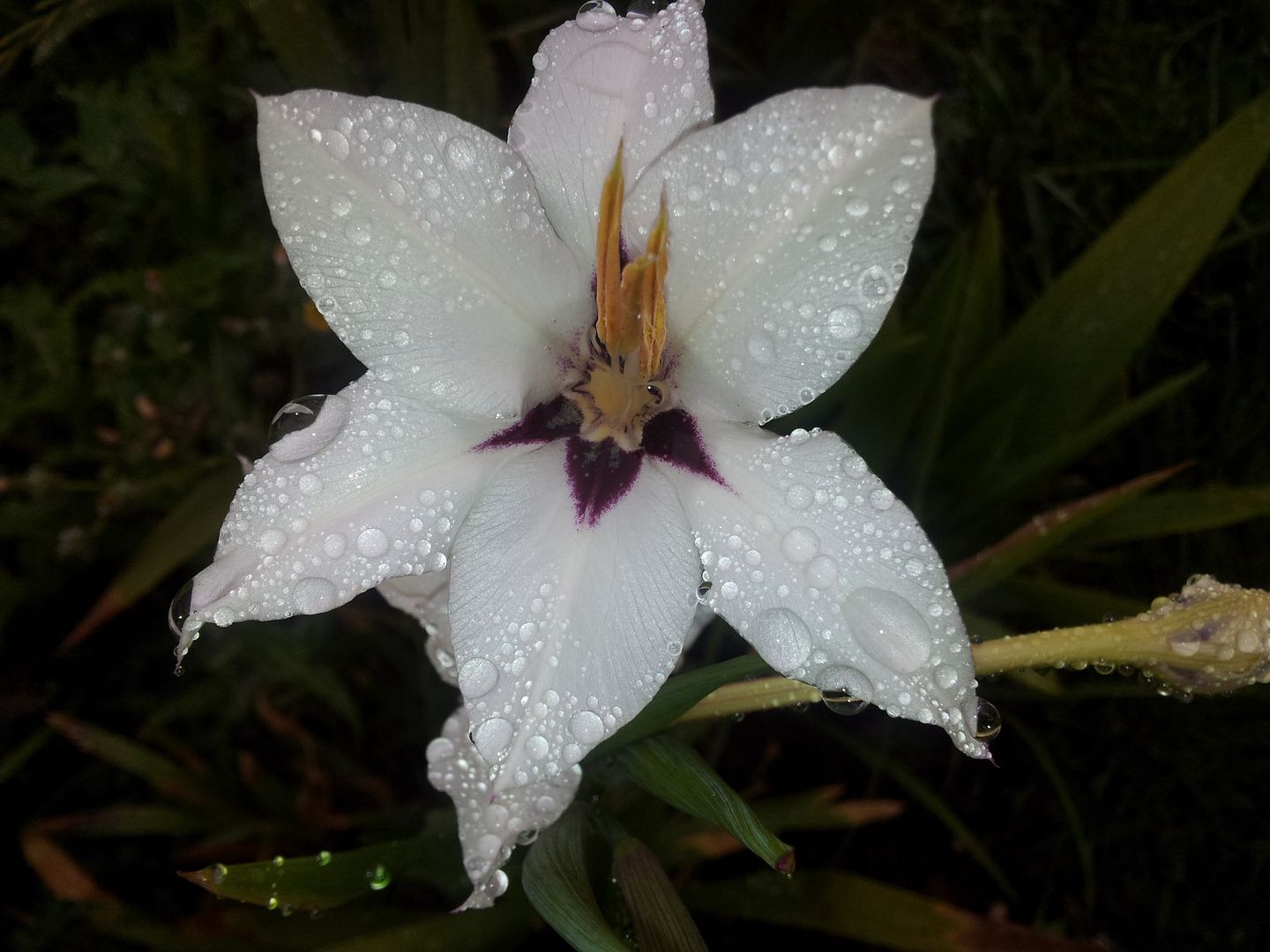 fleur prise mon jardin