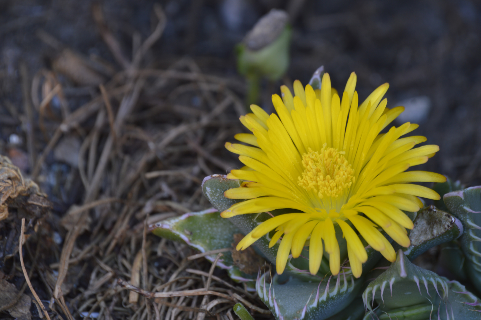 fleur qui s'ouvre