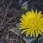 fleur qui s'ouvre