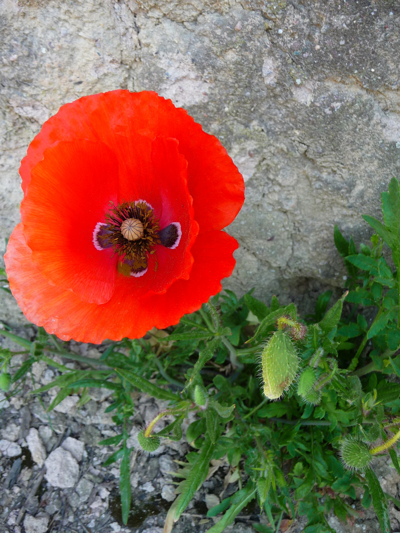 Fleur Rouge