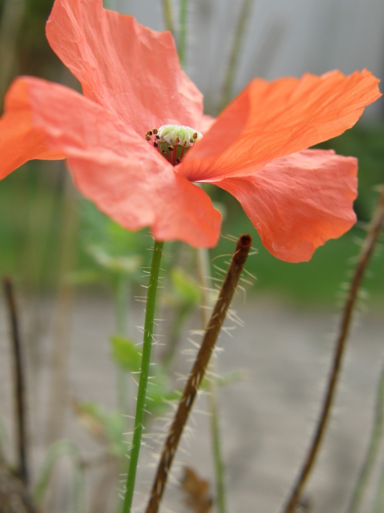 Fleur rouge.