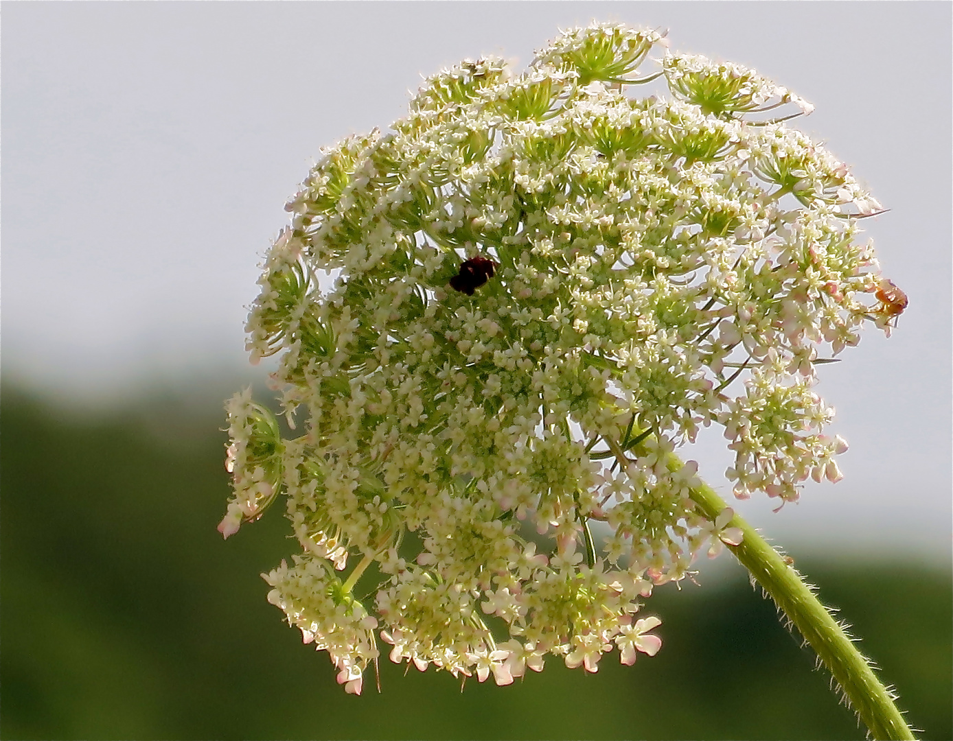 ..fleur sauvage !!!...