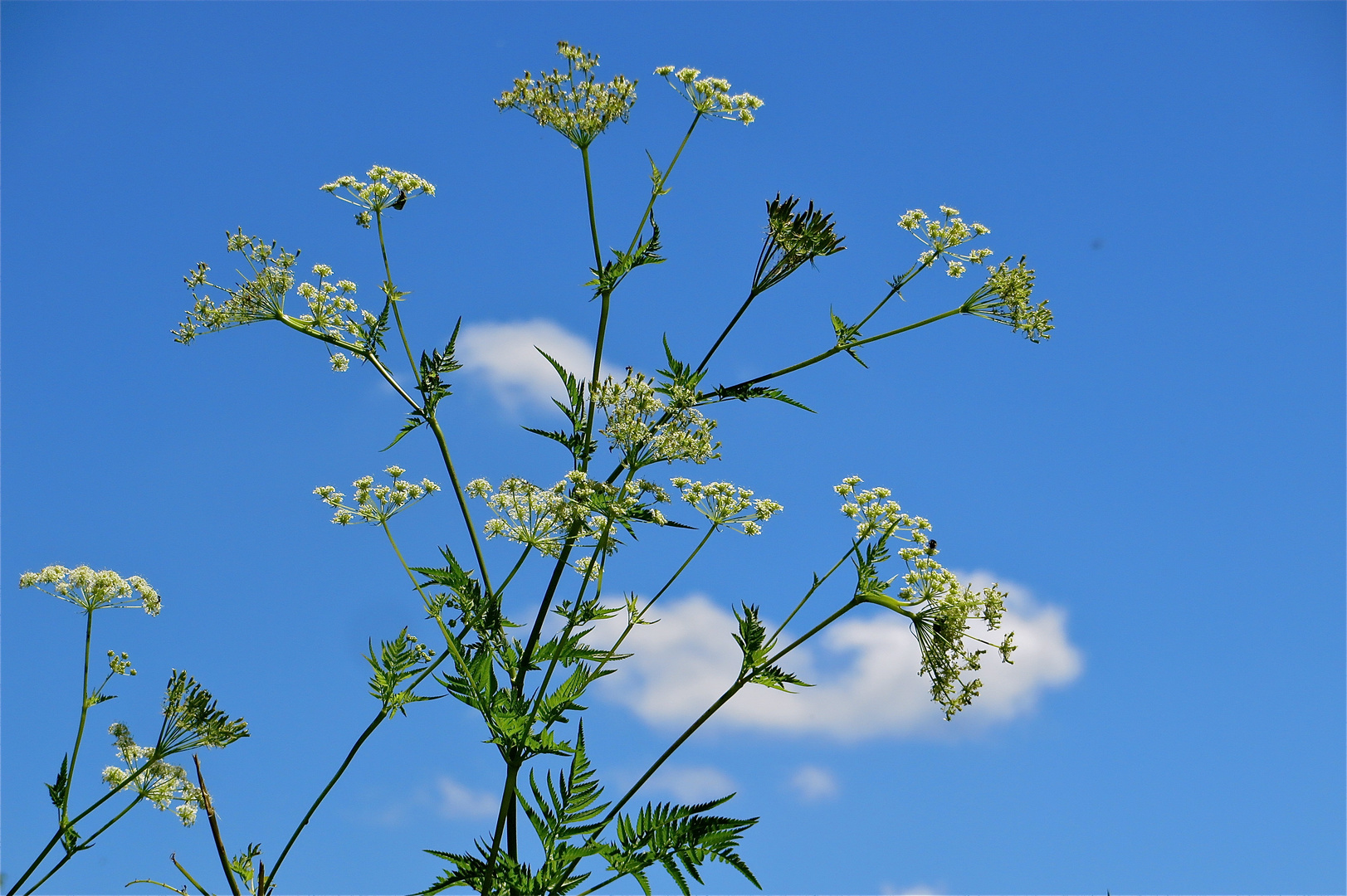 ...fleur sauvage !!!...