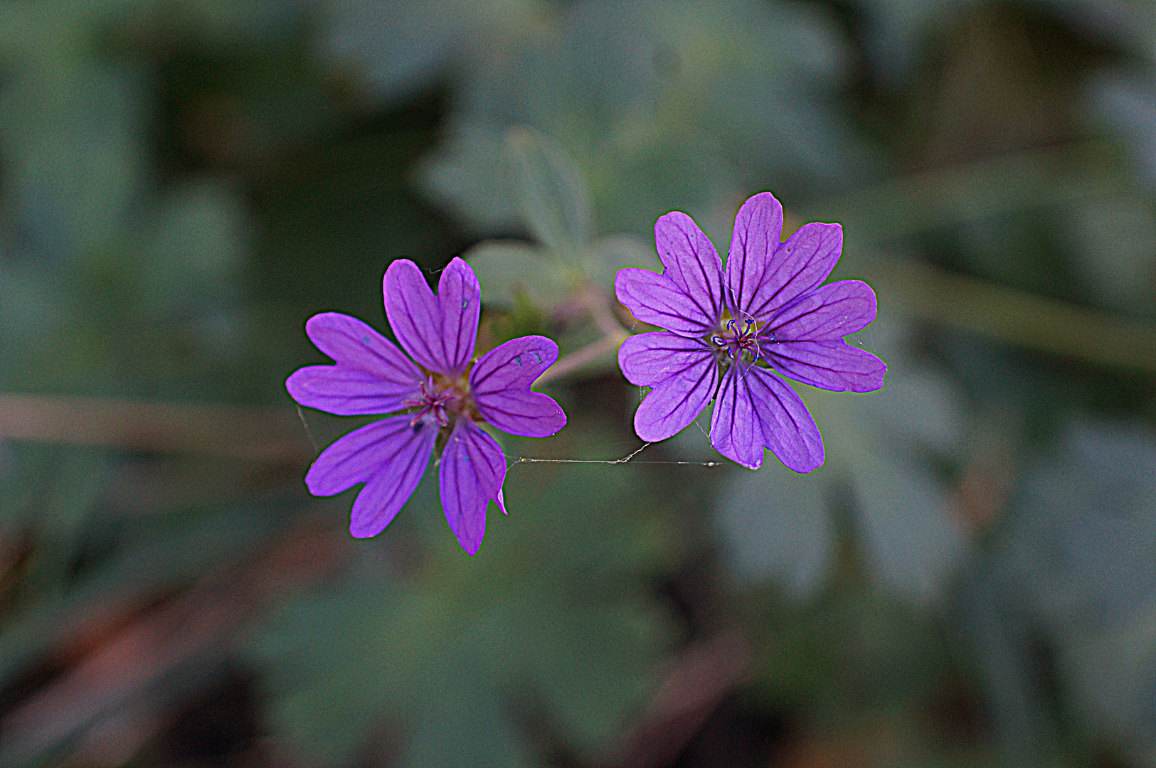 fleur sauvage