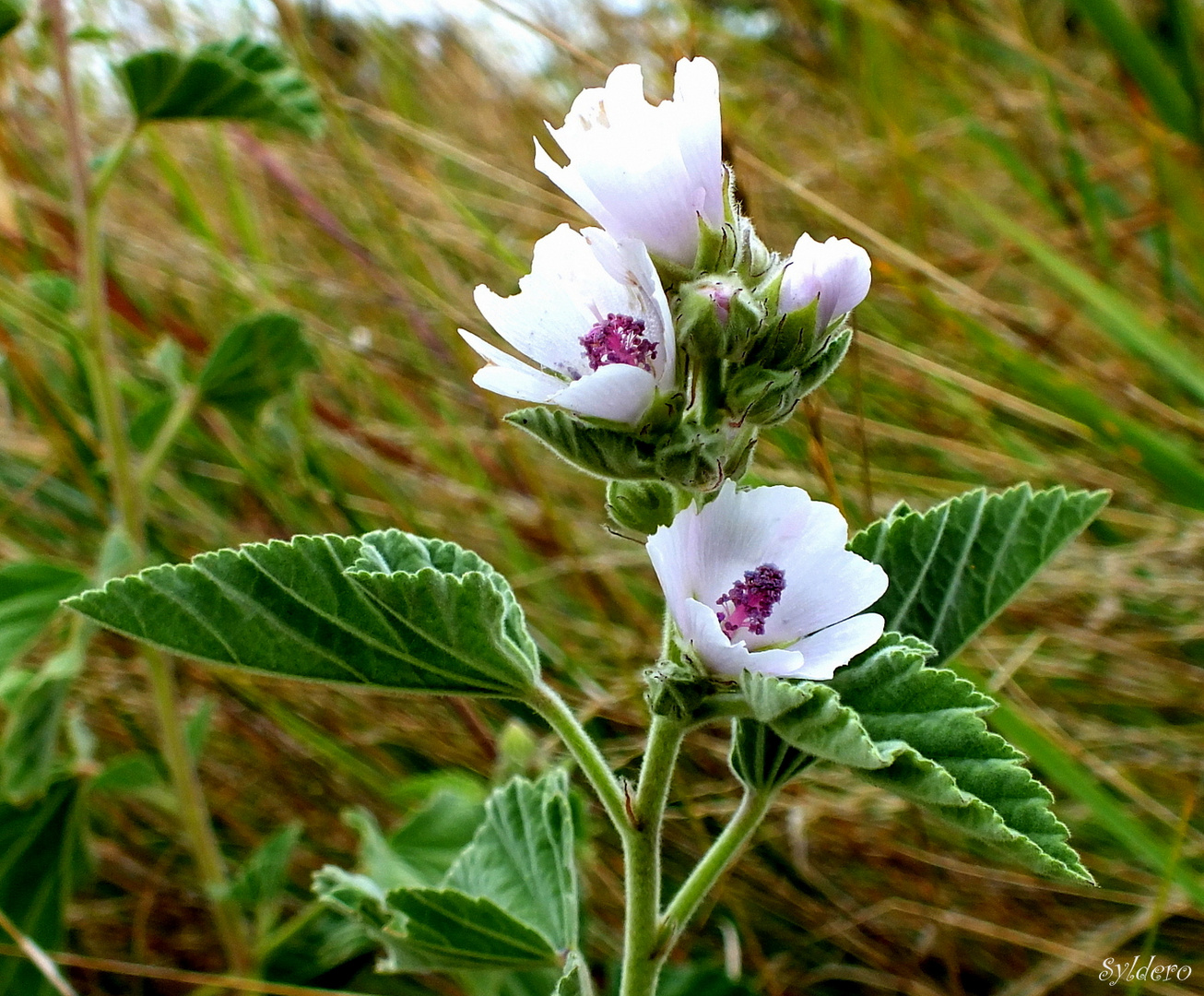 Fleur sauvage