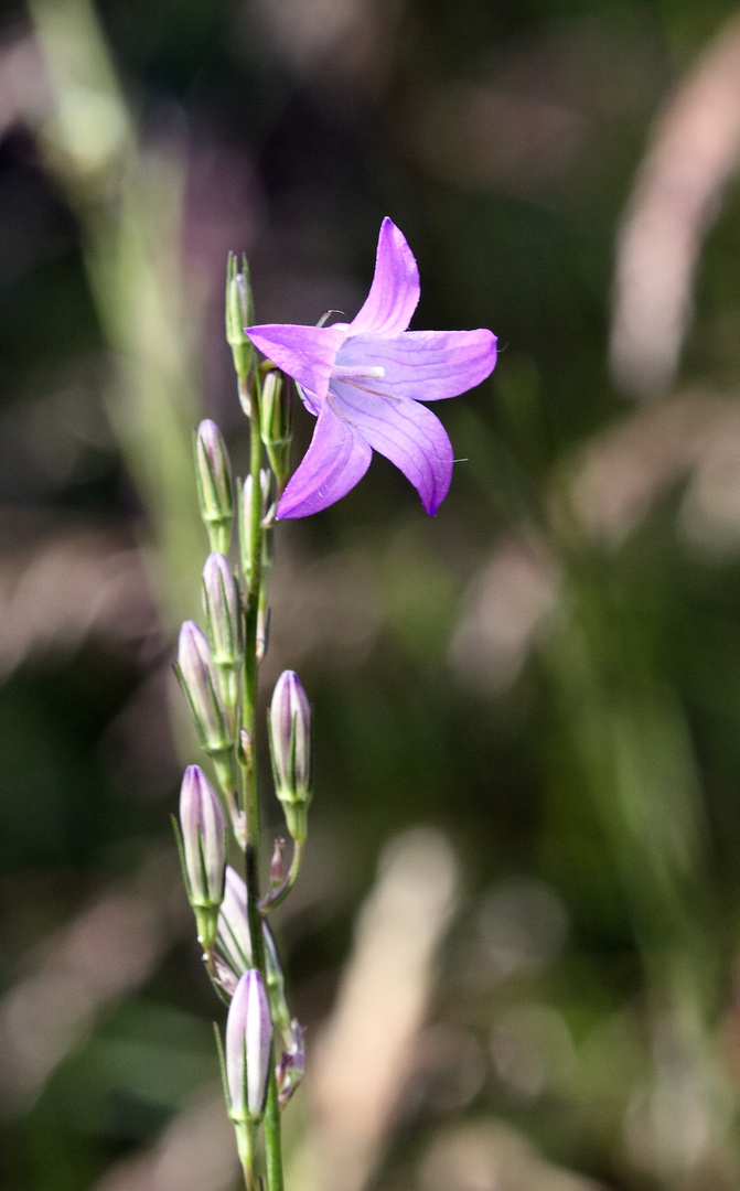 Fleur sauvage ..