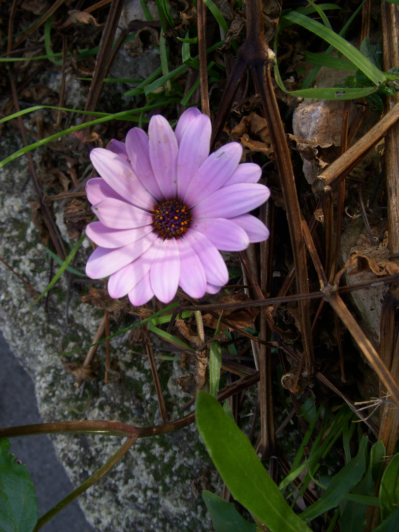 Fleur Sauvage Donc Je Ne Connais Pas Le Nom Photo Et Image Fleurs Nature Images Fotocommunity