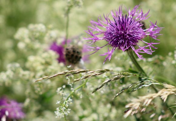 ..Fleur sauvage - le Centaurée Jacée.