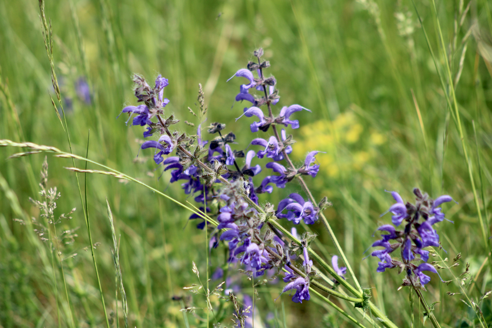 ...Fleur sauvage - le sauge !!!...