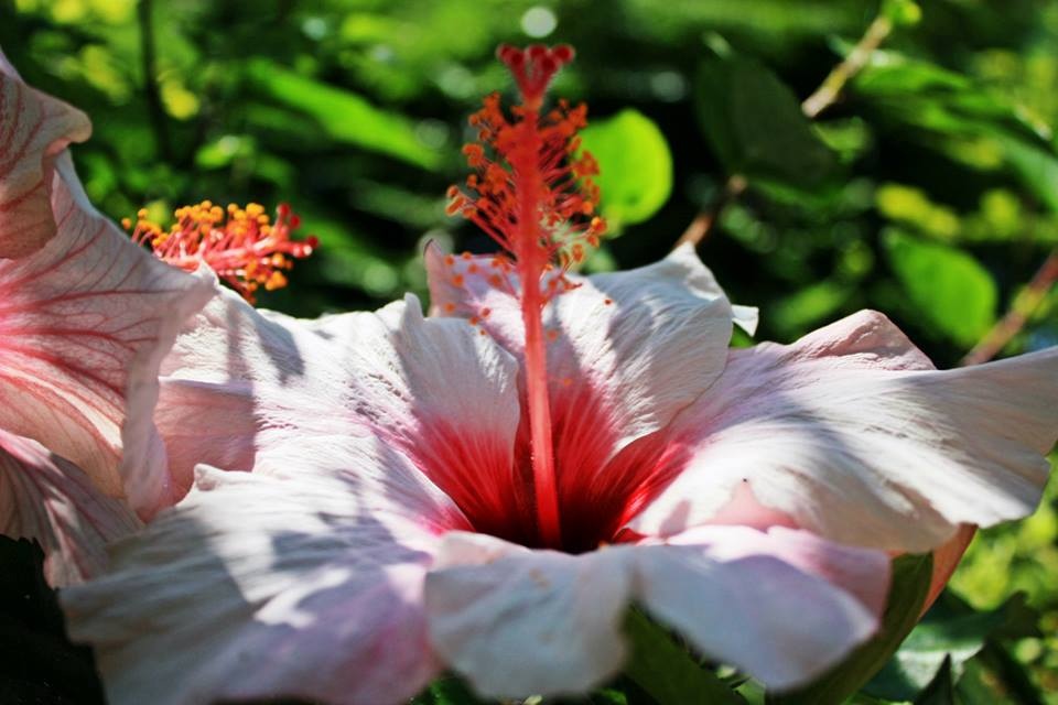 Fleur sauvage Îles Canaries