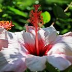 Fleur sauvage Îles Canaries