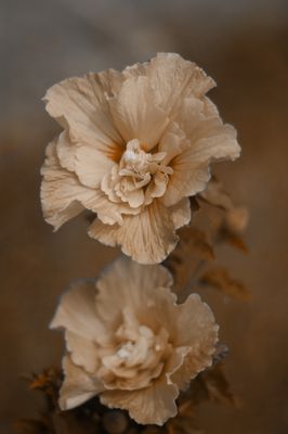 fleur sepia
