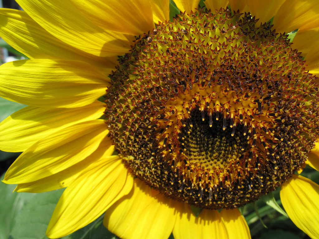 fleur soleil en Gaspésie