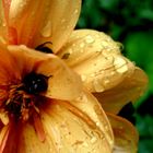 Fleur sous la pluie