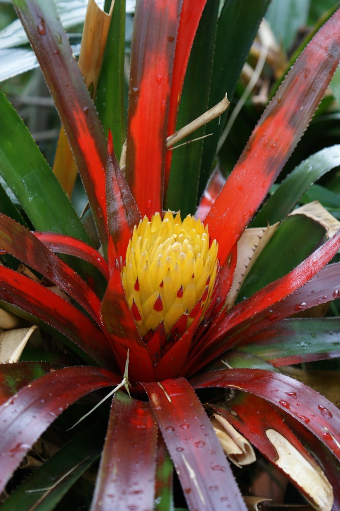 Fleur sous la pluie