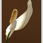 Fleur Spathiphyllum