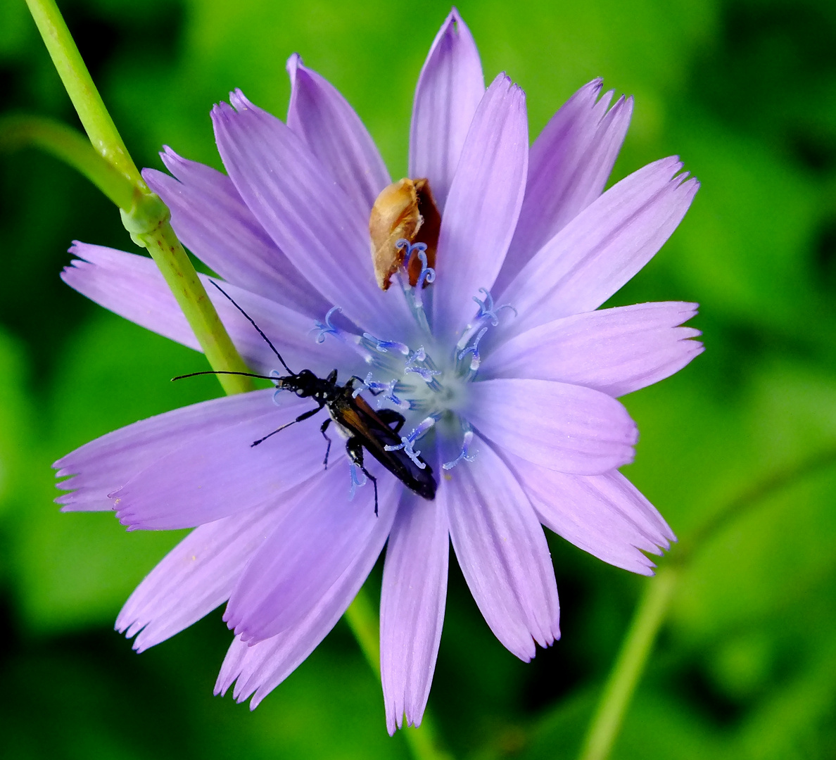 fleur squattée