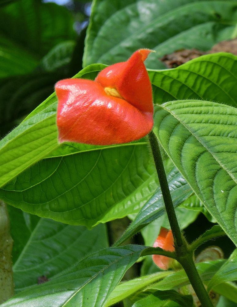 Fleur suggestive comme un baiser