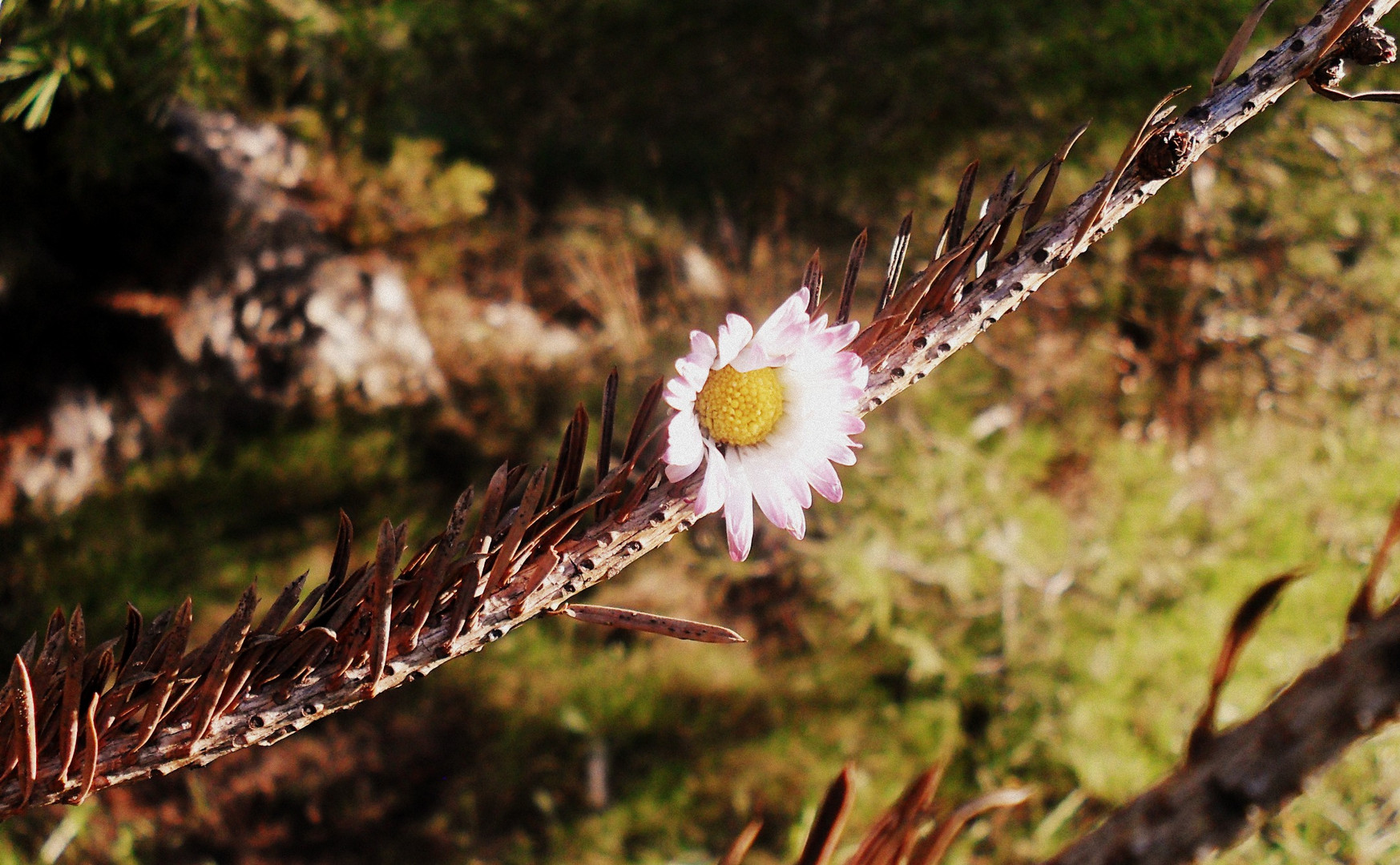 Fleur sur branche