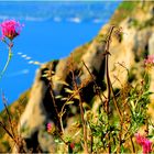 Fleur sur calanque