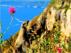 Fleur sur calanque