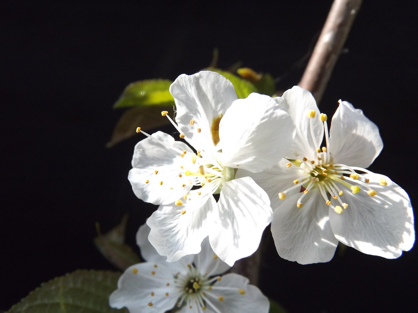 Fleur sur fond noir