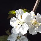 Fleur sur fond noir