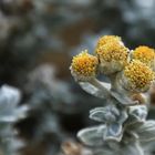 Fleur sur la dune !