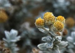 Fleur sur la dune !