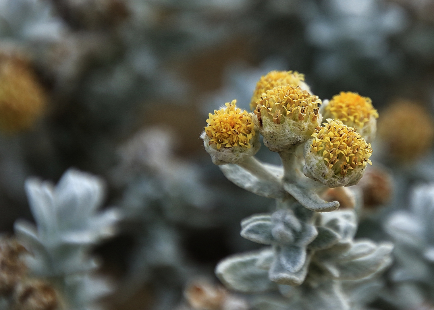 fleur sur la dune !