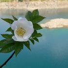 Fleur sur lac. 0707