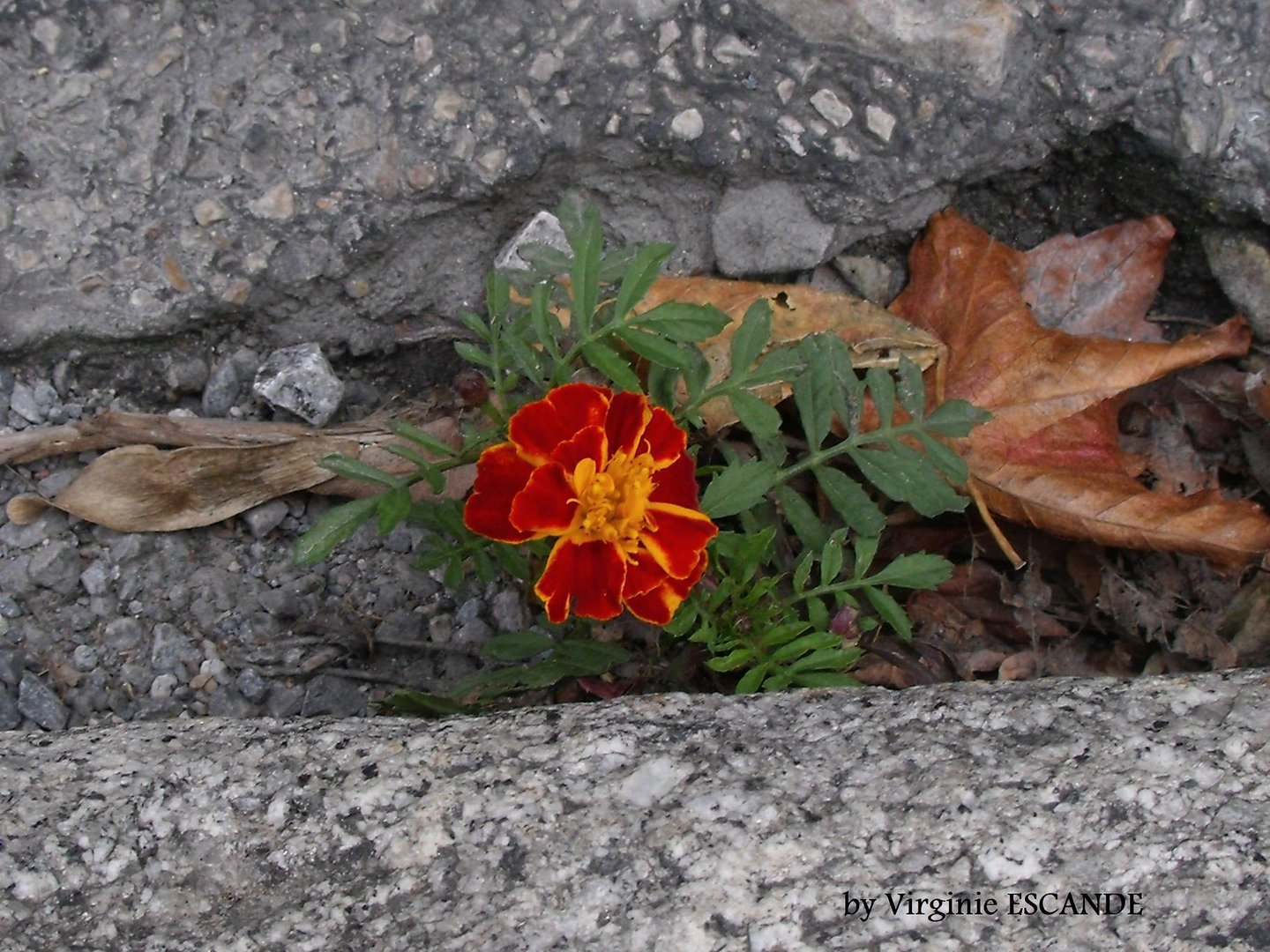 Fleur sur le bitume