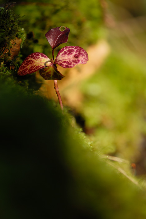 fleur sur mousse